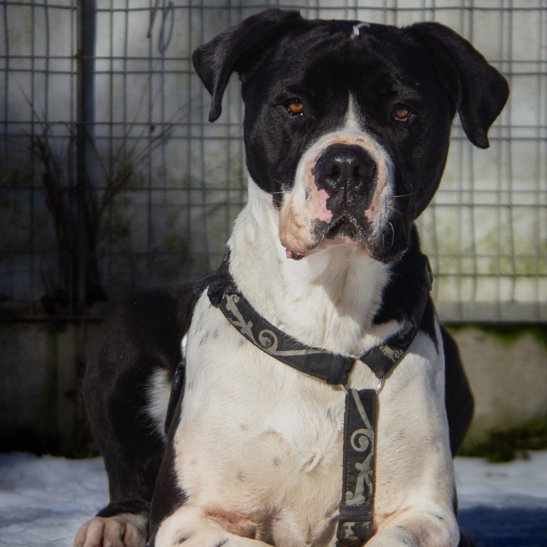 Rottweiler liegt entspannt auf dem Boden mit Laub im Park.