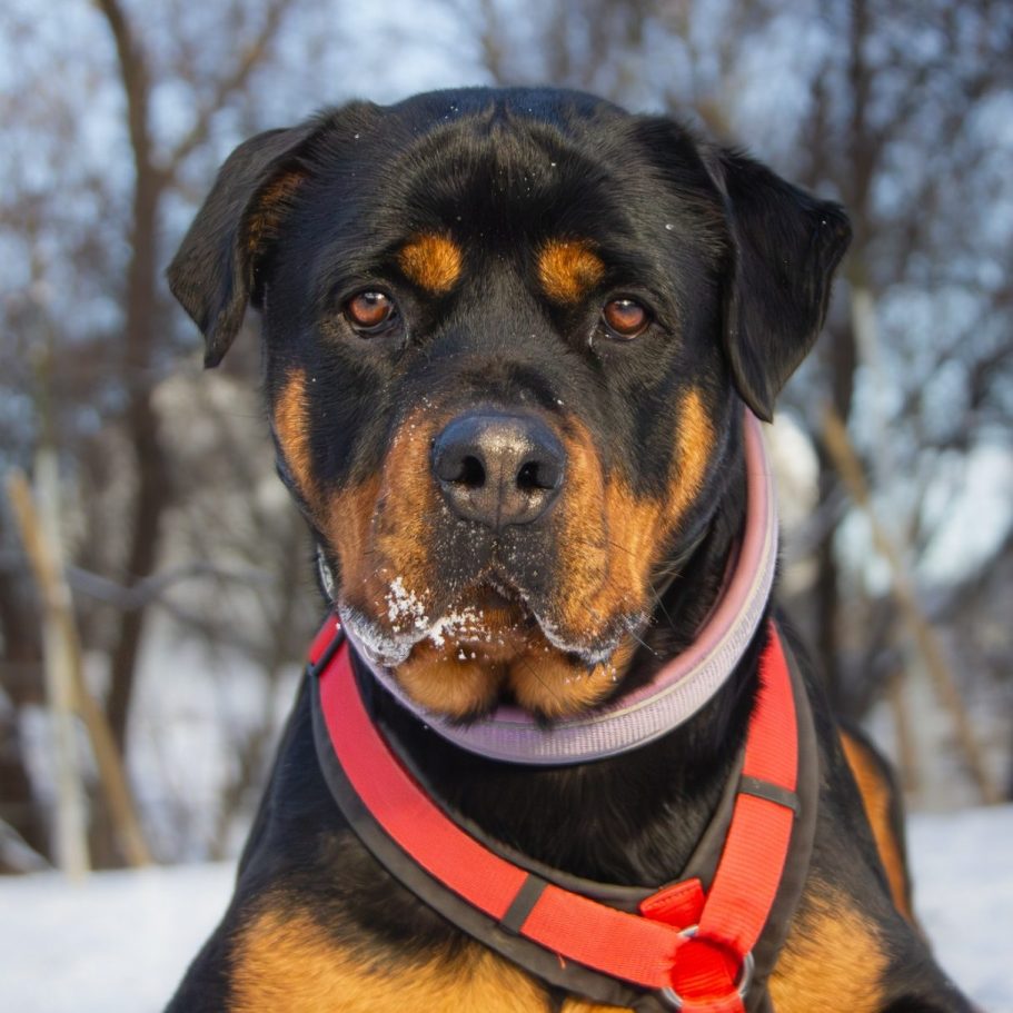Rottweiler liegt entspannt auf dem Boden mit Laub im Park.