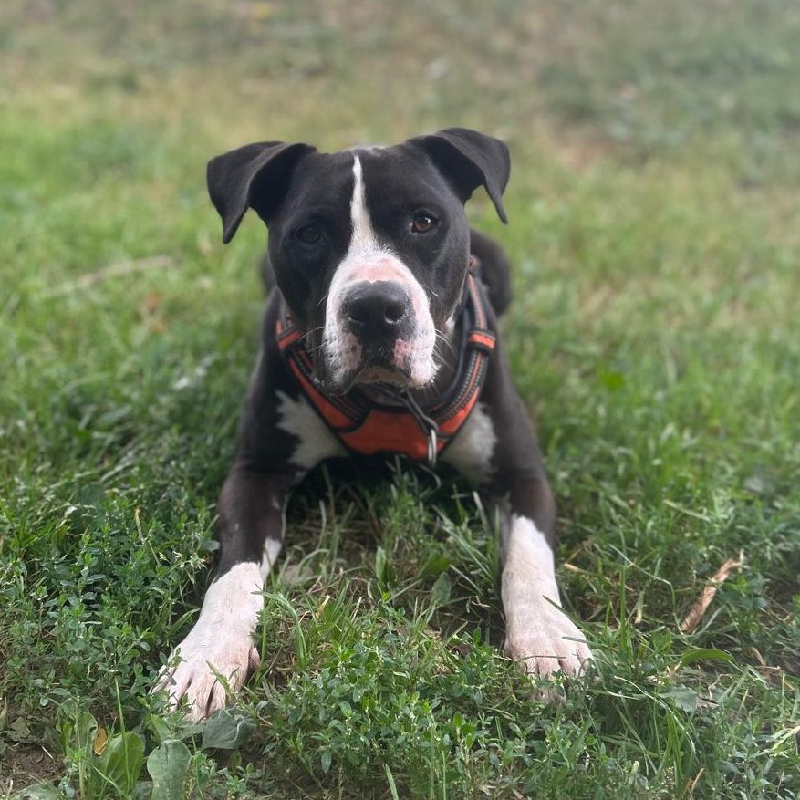 Graue Hündin mit fröhlichem Gesichtsausdruck, im Freien zwischen Laub.