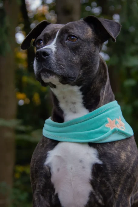 American Staffordshire Terrier, sucht Zuhause, adopt don't shop, Aktiver Tierschutz Austria, Tierheim Arche Noah