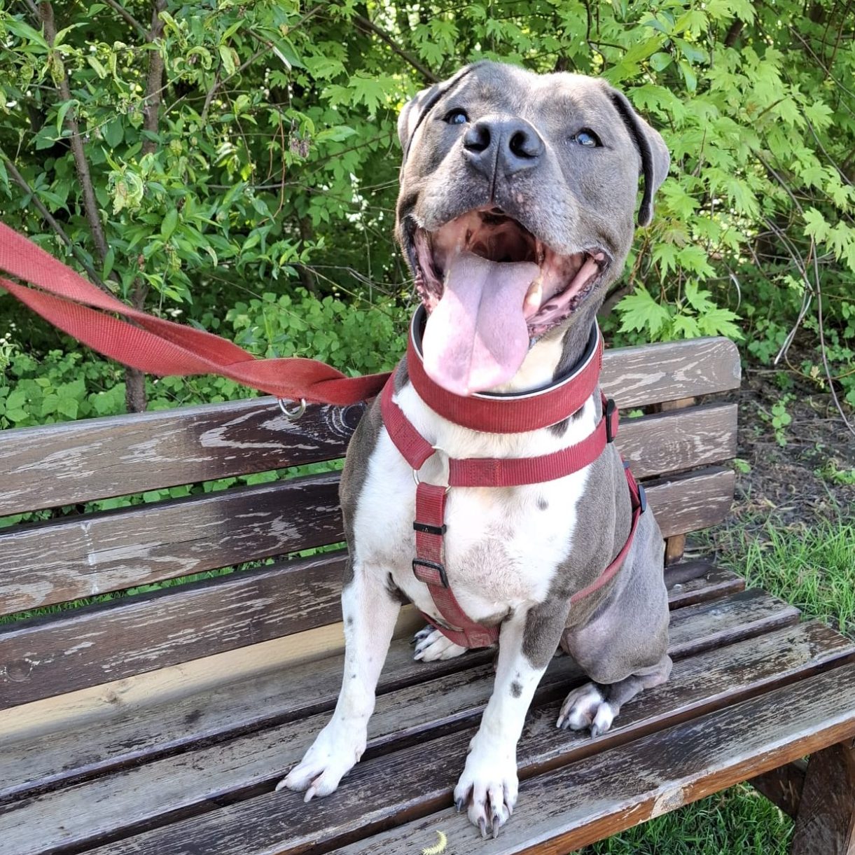 Rottweiler liegt entspannt auf dem Boden mit Laub im Park.