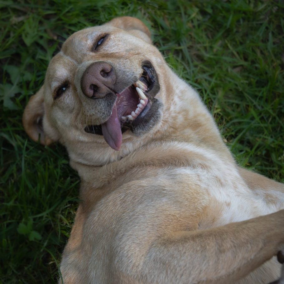 Freddie Ein aufmerksamer Hund mit braun-weißen Fell sitzt auf einem Fliesenboden.