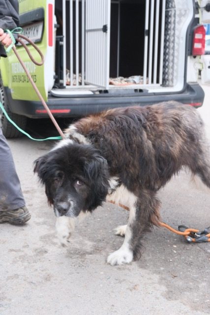 Weißer Tierheimhund 'Wilhelm' mit kurzen Haaren, der auf einer niedrigen Mauer steht und neugierig schaut.
