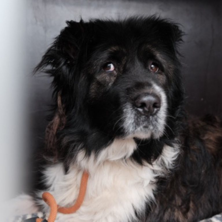 Ein schwarzer und brauner Hund mit einem traurigen Ausdruck sitzt in einem Schatten.