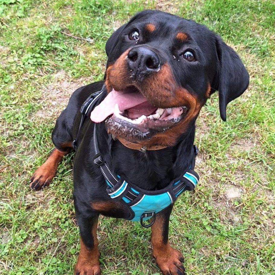 Rottweiler liegt entspannt auf dem Boden mit Laub im Park.