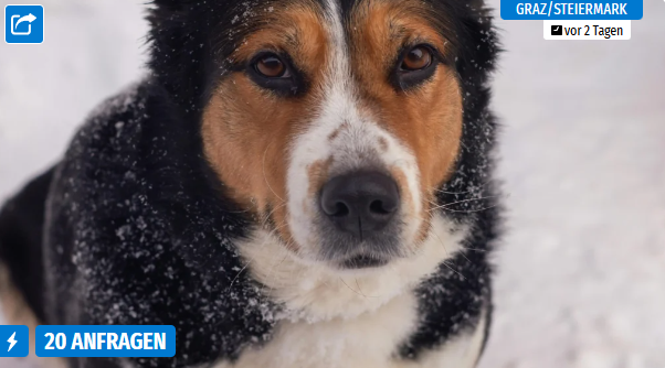 Ein Hund mit braunem und schwarzem Fell steht im Schnee.