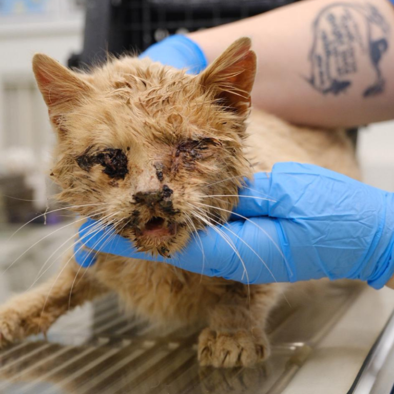 Verletztes Kätzchen mit eitrigen Auge, das sorgsam gehalten wird.
