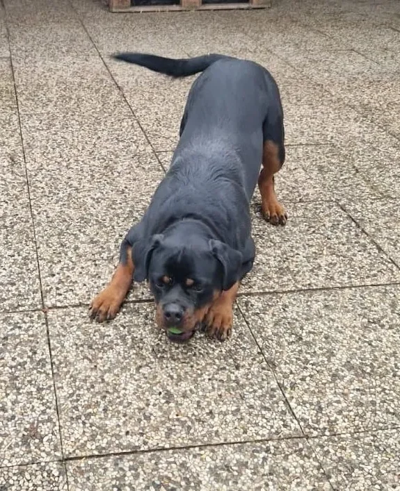 Ein fröhlicher deutscher Schäferhund sitzt auf Fliesen mit herausgestreckter Zunge.