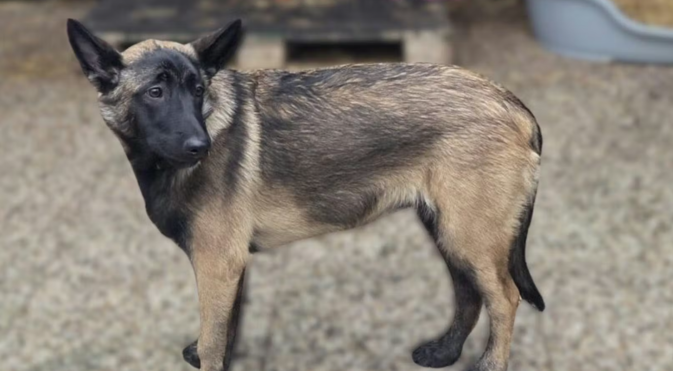 Belgischer Malinois steht auf einem grauen Boden mit unscharfem Hintergrund.