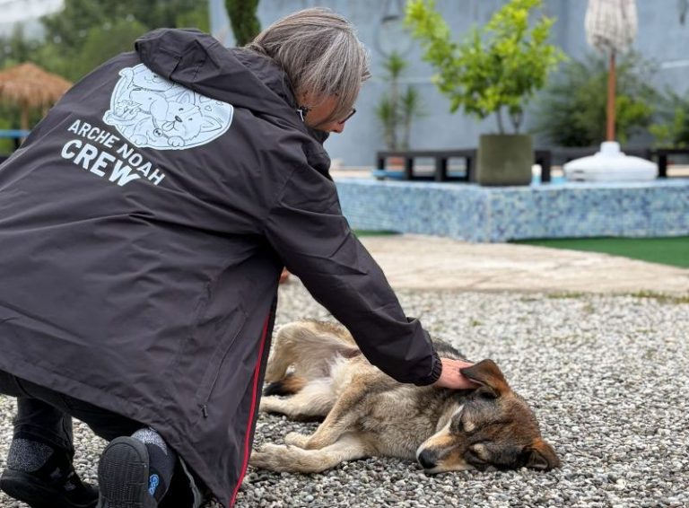 Arche Noah - Rumänien: Ein Einsatz der Leben rettet! Ein verwahrloster Hund sucht Zuflucht neben einem Auto auf einer Straße.