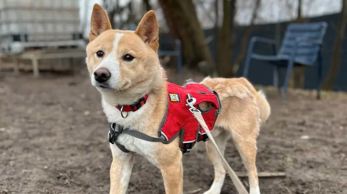 Ein Hund mit rotem Geschirr steht auf Erdboden im Tierheim Arche Noah Graz.