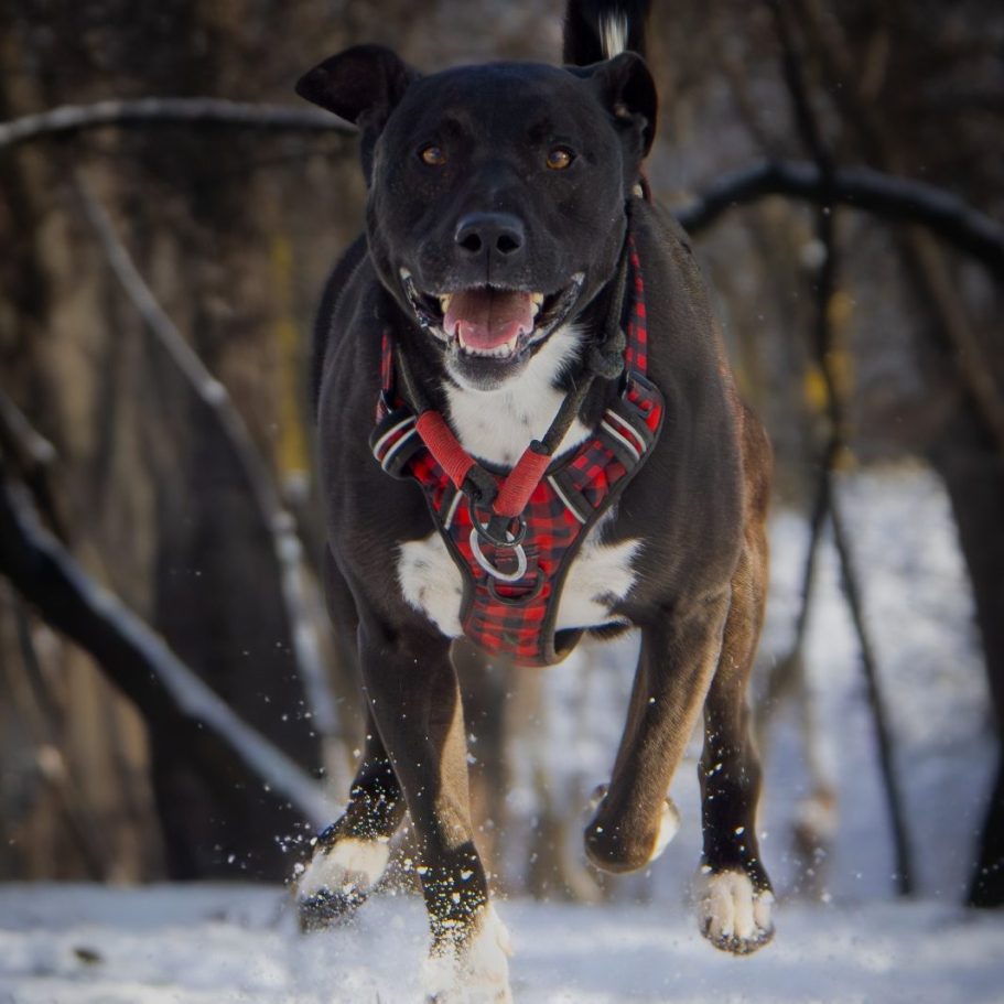 Schwarz-weißer Hund mit offenem Mund, in einem grünen, bewaldeten Umfeld.