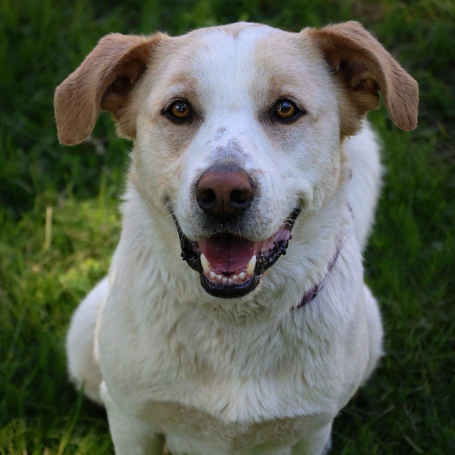 Weißer Hund mit braunen Flecken schmust im Laub.