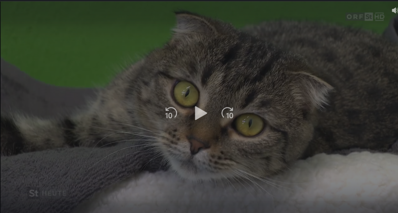 Feuerwerk setzt Tiere unter Stress