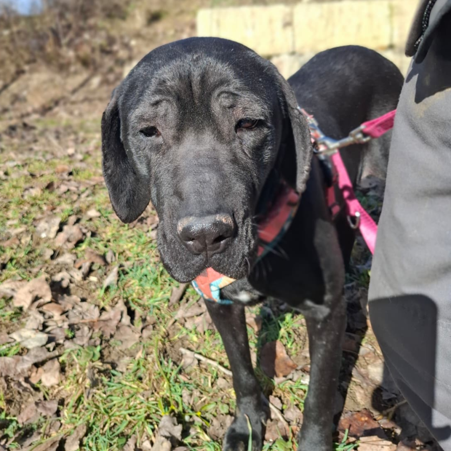 Rottweiler liegt entspannt auf dem Boden mit Laub im Park.