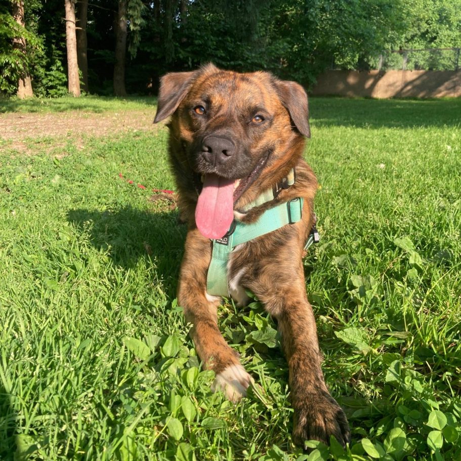 Rottweiler liegt entspannt auf dem Boden mit Laub im Park.
