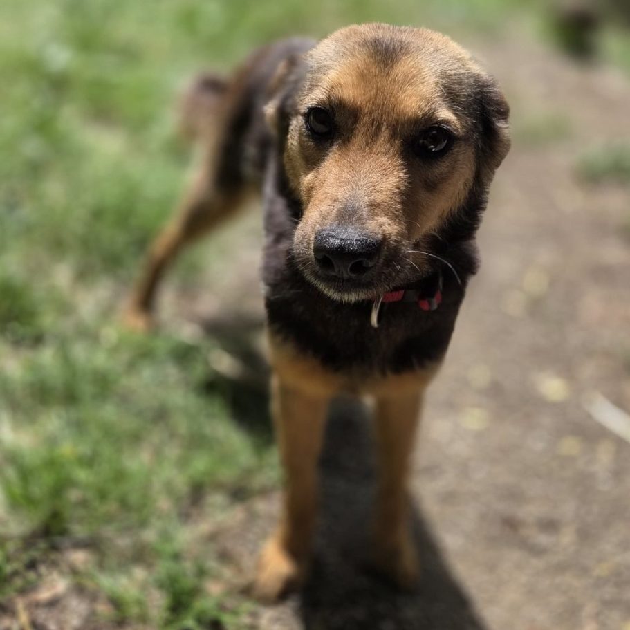 Rottweiler liegt entspannt auf dem Boden mit Laub im Park.