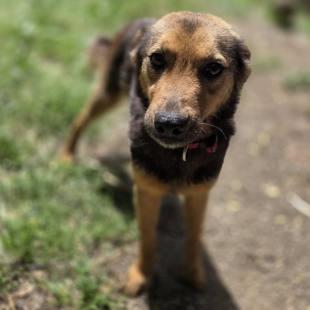 Rottweiler liegt entspannt auf dem Boden mit Laub im Park.