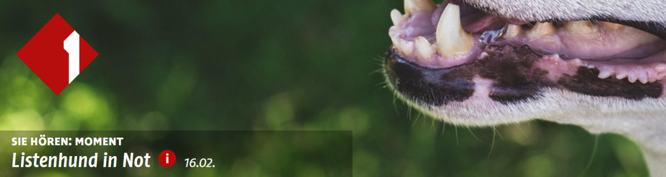Weißer Hund mit geöffnetem Maul vor verschwommenem, grünem Hintergrund.