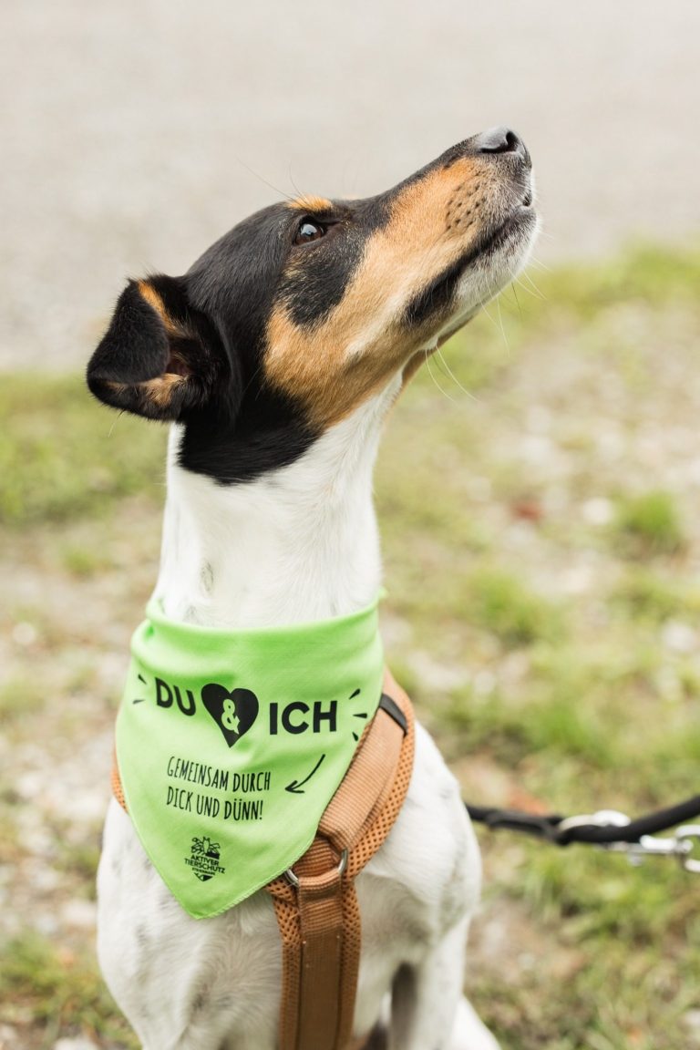Ein Hund schaut nach oben, er trägt ein grünes Arche-Noah-Halstuch mit dem Spruch: "DU & ICH, gemeinsam durch dick und dünn!"