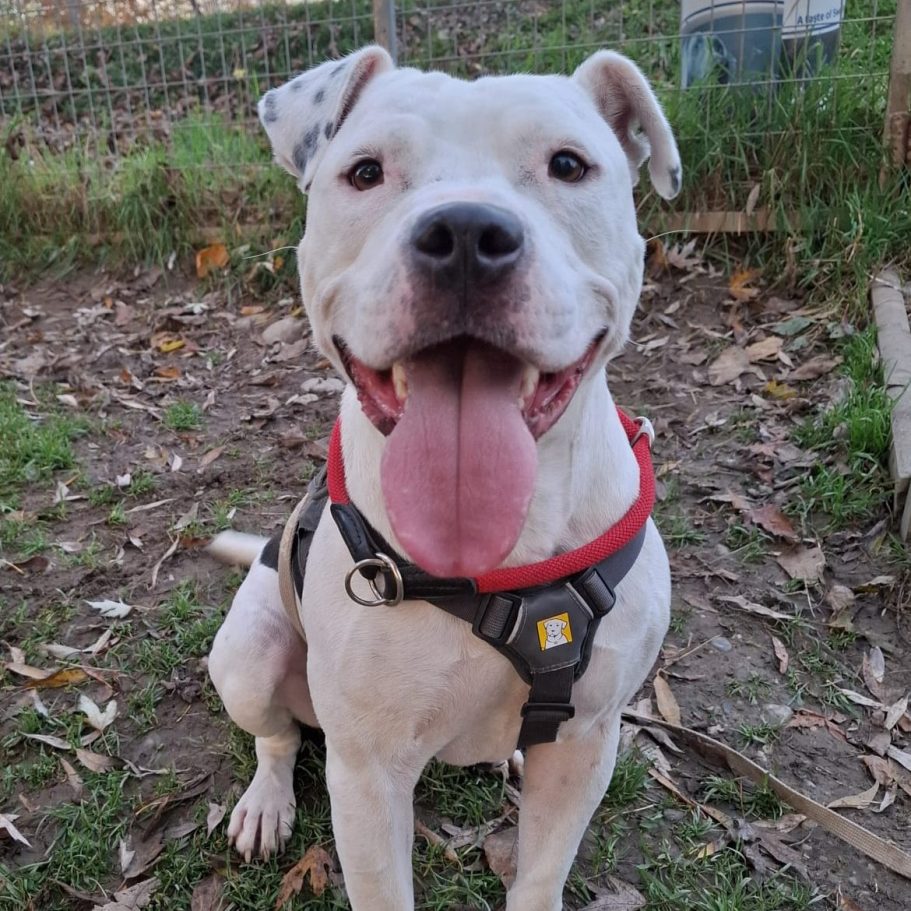 Graue Hündin mit fröhlichem Gesichtsausdruck, im Freien zwischen Laub.