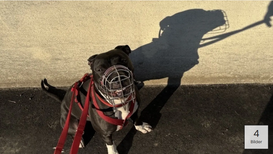 Schwarzer Tierheimhund mit Maulkorb und rotem Geschirr, sitzt vor einer Wand.