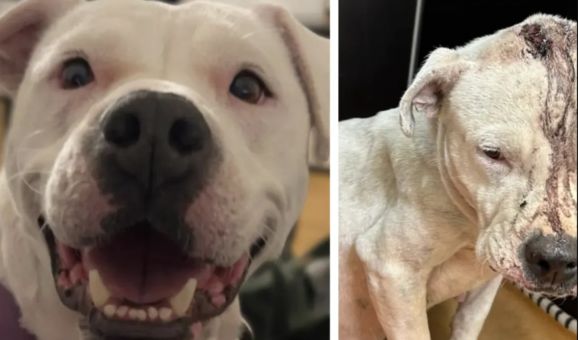 Hündin Aurora Vorher & Nacher Bild: Ein fröhlicher weißer Hund mit einem gesunden und einem verletzten Gesicht.