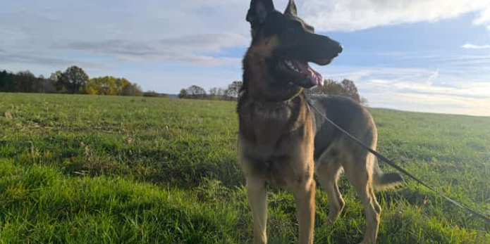 Ein deutscher Schäferhund steht auf einer Wiese unter blauem Himmel.