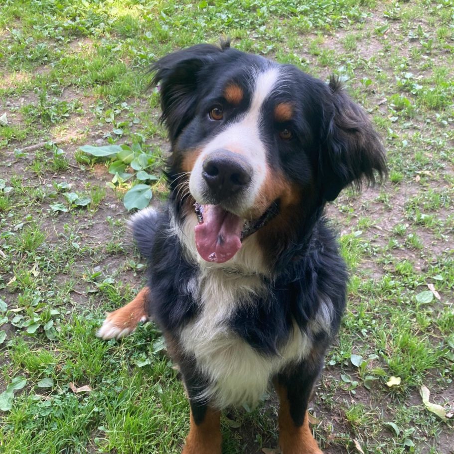 Brauner Hund mit schwarzem Halsband und orangefarbigem Geschirr sitzt auf grünem Gras.
