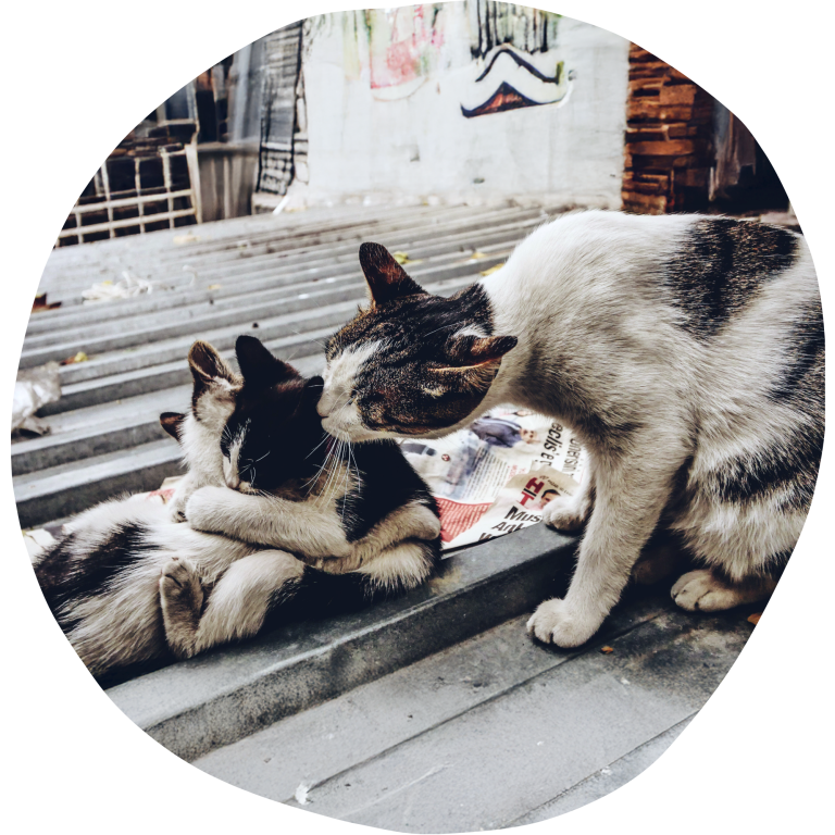 Das Leid der Streunerkatzen - Tierheim Arche Noah Graz Eine Mutterkatze mit zwei Katzenbabys auf einem Metallboden, eine Katze leckt die andere.