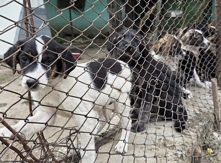 Vier Hunde hinter einem rostigen Maschendrahtzaun, zwei sind schwarz-weiß, zwei andere sind gefleckt.