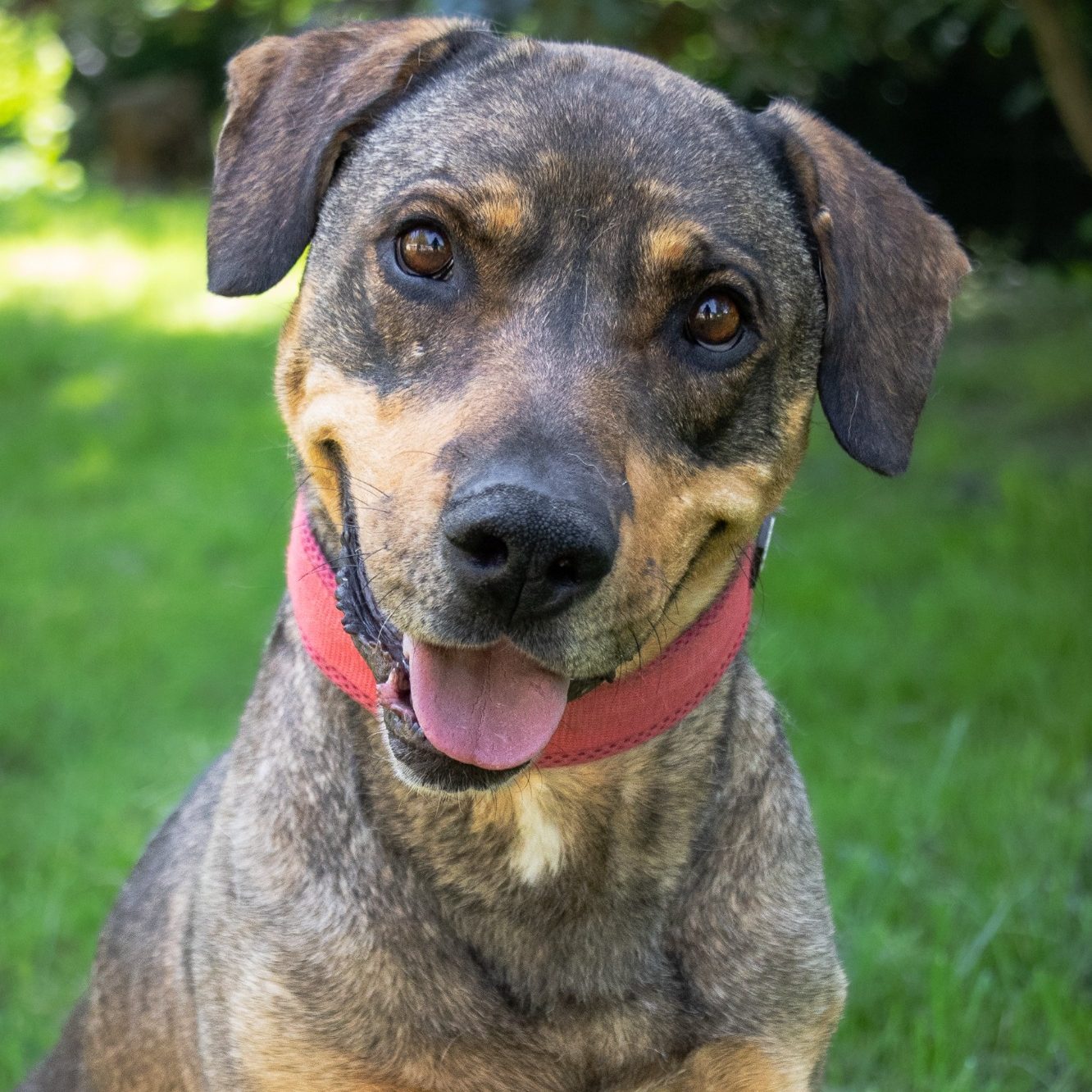 Rottweiler liegt entspannt auf dem Boden mit Laub im Park.