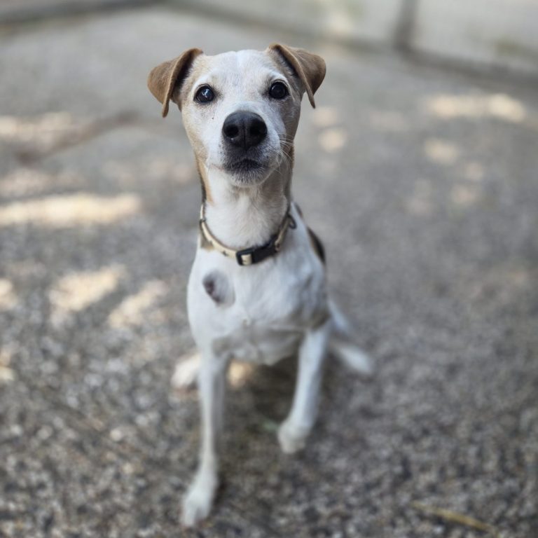 Hundevergabe - Tierheim Arche Noah Kleiner, braun-weißer Hund sitzt auf einem Gehweg in sonniger Umgebung.