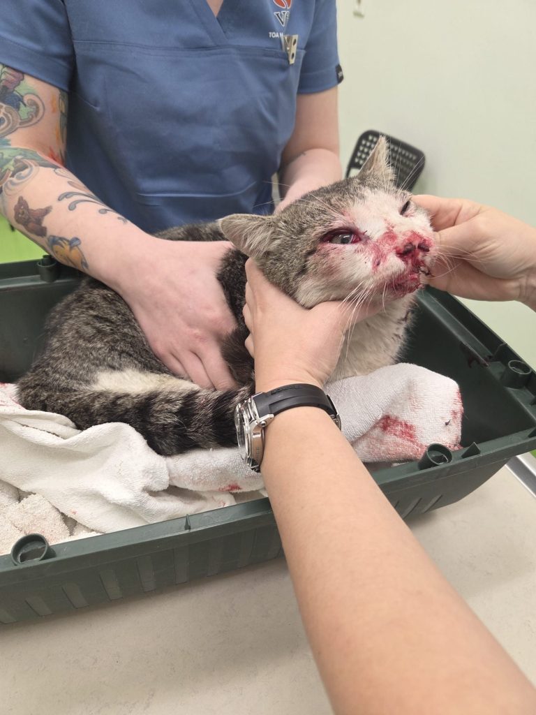 Arche Noah - Aktiver Tierschutz Austria: Drei schwer verletzte Katzen innerhalb von 4 Tagen Eine verletzte Katze wird von einer Person in einem blauen Shirt behandelt.