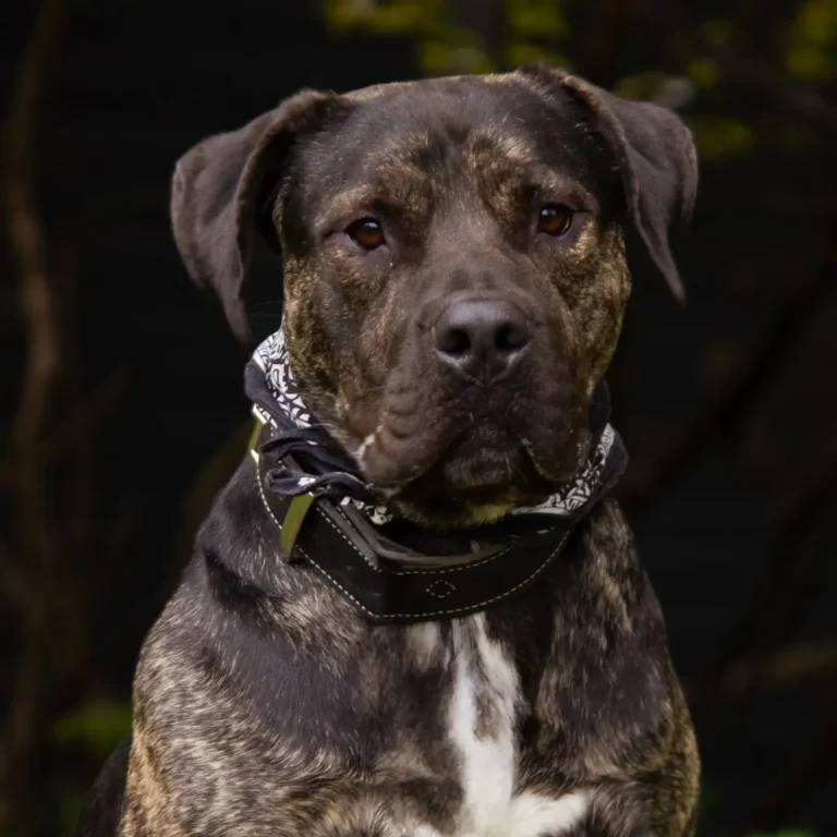 Portraitfoto Pablo schwarzer Cane Corso mit weißer Brust steht auf grünem Gras. Cane Corso Mix sucht liebevolles Zuhause