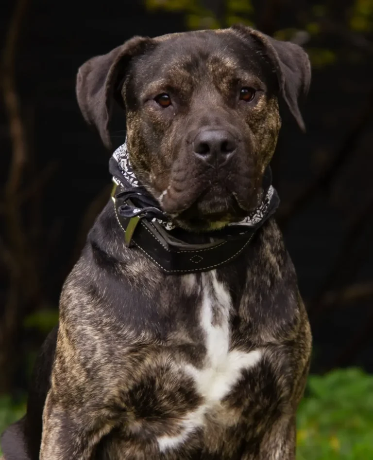 Ein gestromter Hund mit schwarzem Halstuch steht vor unscharfem Hintergrund.