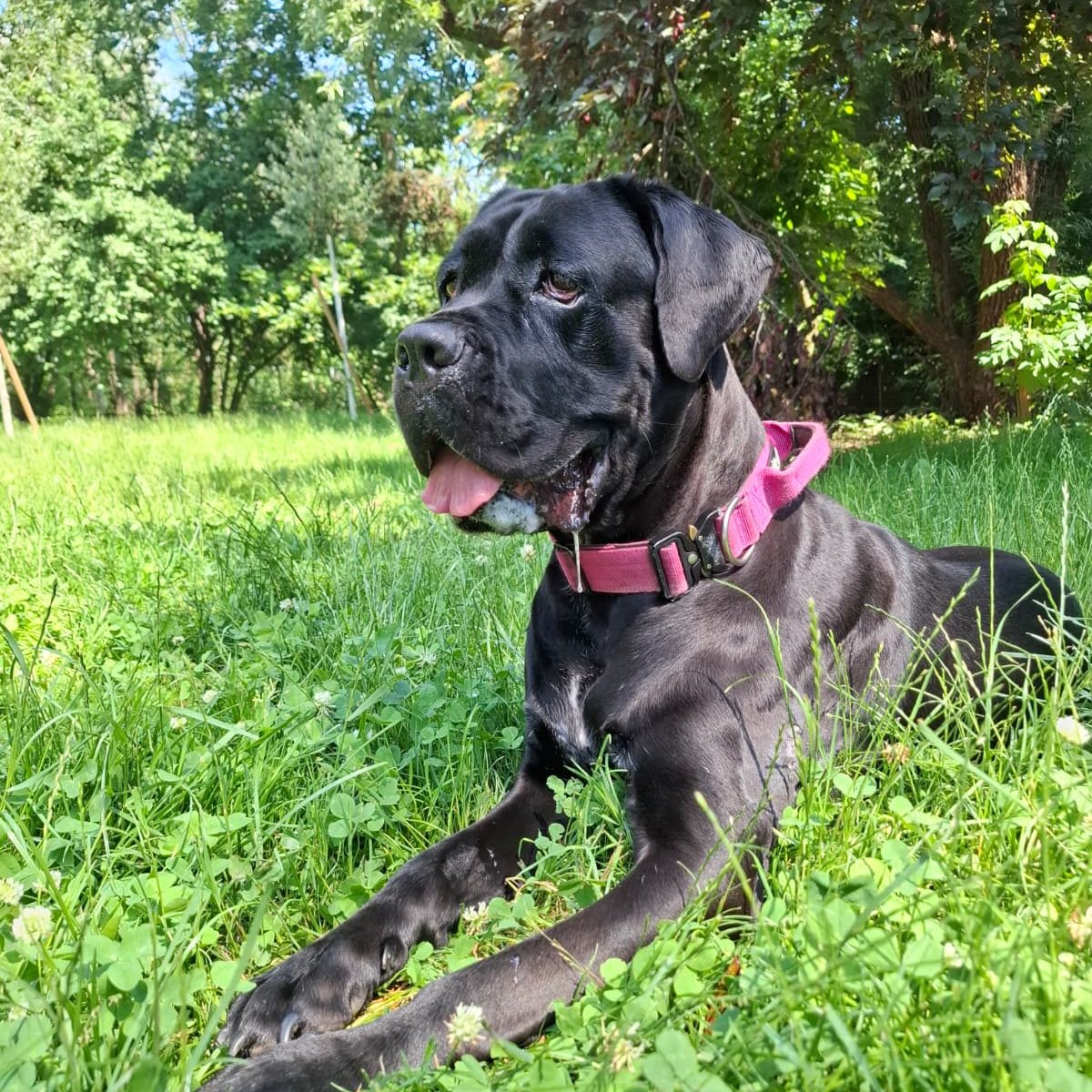 Rottweiler liegt entspannt auf dem Boden mit Laub im Park.