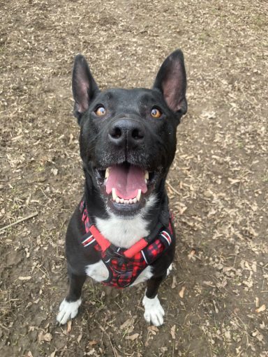 Schwarzer Hund mit hellem Fell, fröhlich lächelnd, sitzt auf dem Boden im Freien.