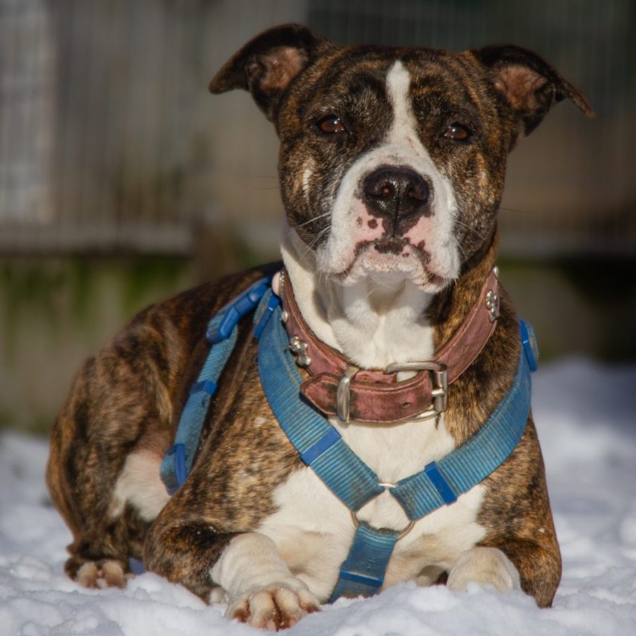 Rottweiler liegt entspannt auf dem Boden mit Laub im Park.