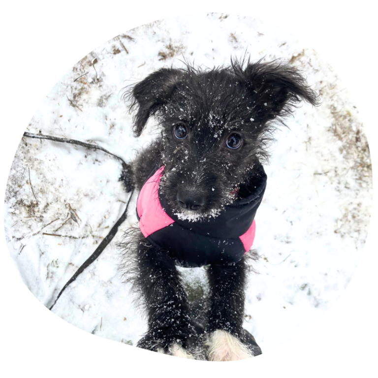 Tierheim Arche Noah - Aktiver Tierschutz Austria Schwarzer Welpe mit rosa Pullover, der im Schnee sitzt und in die Kamera schaut.