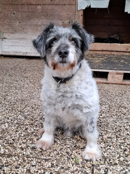 Flocki sucht Zuhause, Tierheimhund, Arche Noah Graz, Aktiver Tierschutz Austria, Mischling