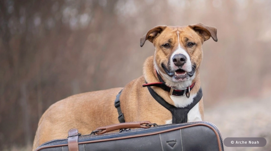 Brauner Tierheimhund mit Geschirr steht neben einem Koffer in einer herbstlichen Umgebung.