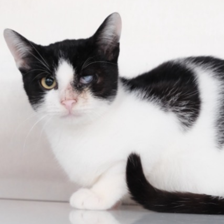 Schwarz-weiße Katze mit einem verletztem Auge.