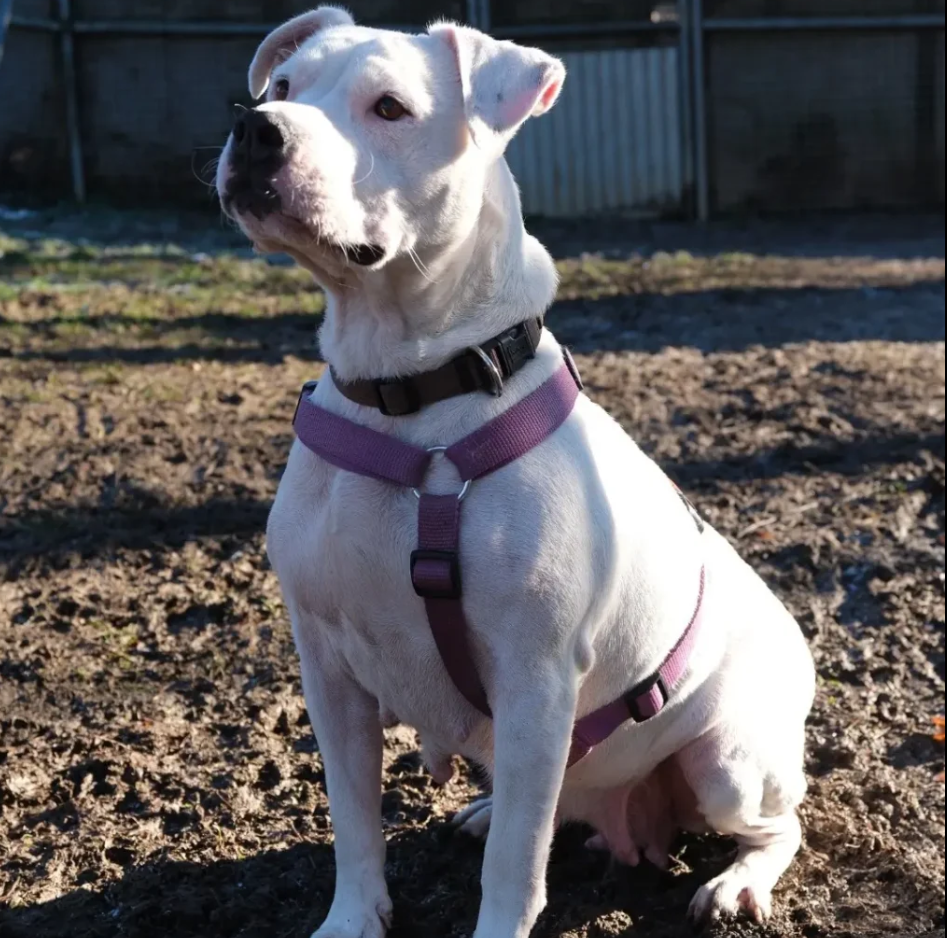 Die weiße Hündin 'Aurora' mit lila Geschirr sitzt auf dem Boden im Freien.