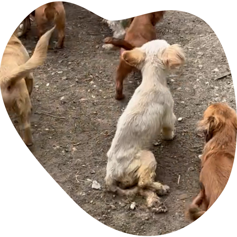 Flori - Schau nicht weg! Eine Gruppe von Hunden, darunter ein kleiner weißer Hund mit gelähmten Hinterbeinen, der auf dem Boden sitzt.