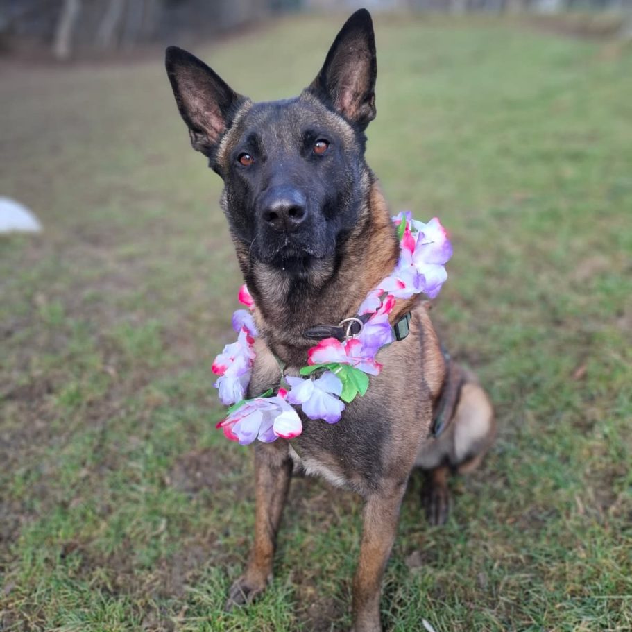 Rottweiler liegt entspannt auf dem Boden mit Laub im Park.