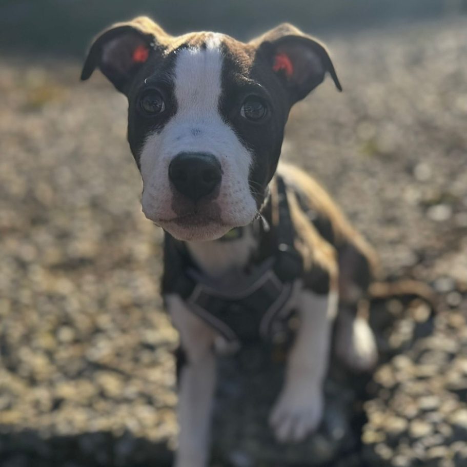 Rottweiler liegt entspannt auf dem Boden mit Laub im Park.