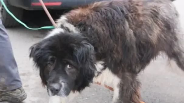 Schwarz-brauner Hund mit schütterem Fell, an der Leine neben einer Person.