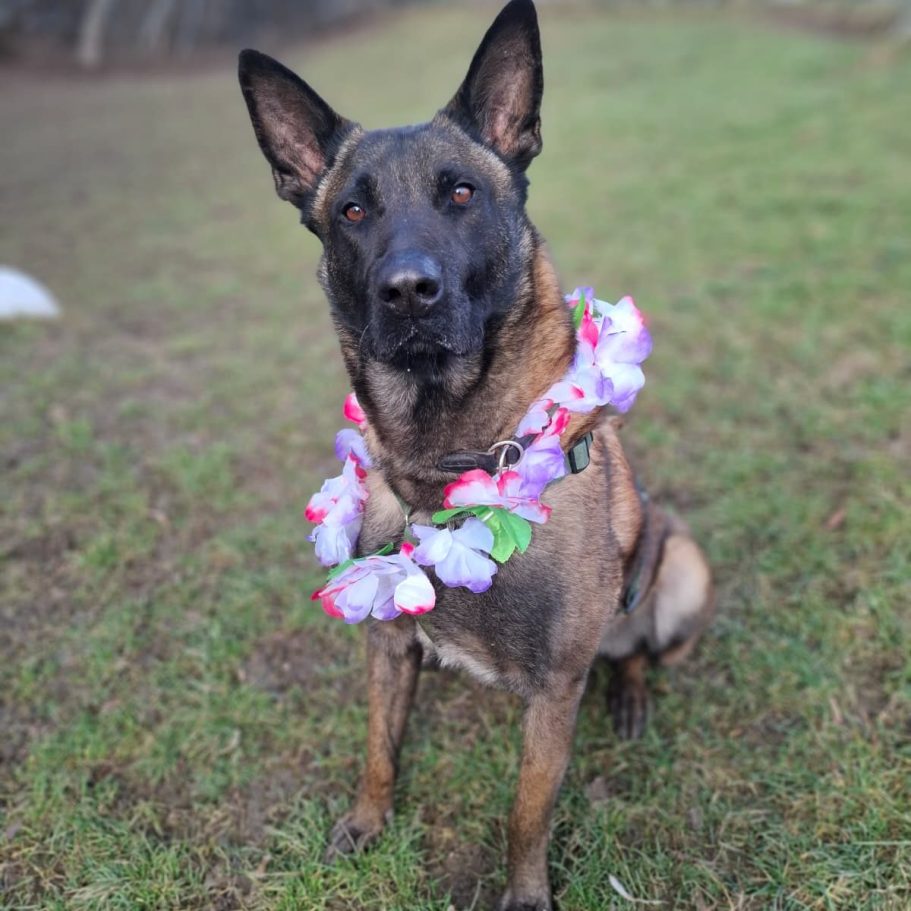 Rottweiler liegt entspannt auf dem Boden mit Laub im Park.