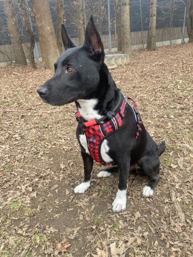Schwarzer Hund mit gestreifter Harness sitzt in einem Park auf Laub.